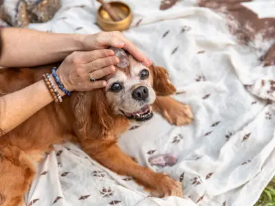The Healing Power of Reiki for Pets: A Beginner's Guide