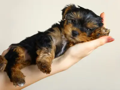 How to Socialise a Puppy: Tools & Techniques