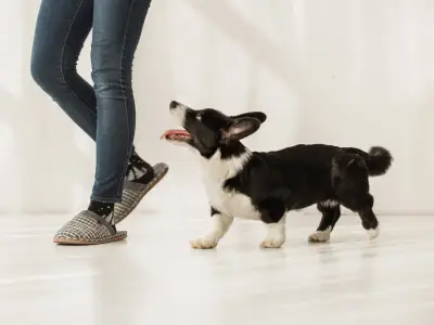 7 Reasons Why Your Dog Follows You Everywhere