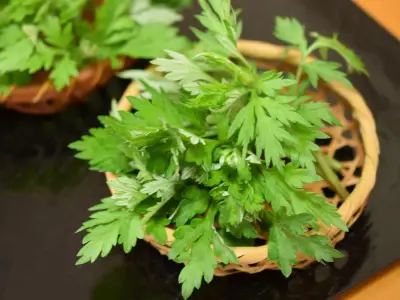 Mugwort: Uses, Benefits, and Side Effects