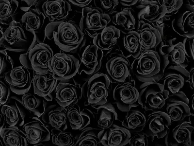 Types of Black Flowers and Their Names (With Pictures)