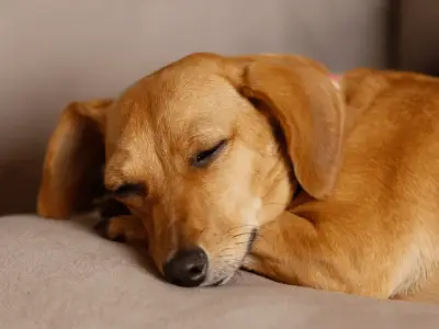 What Do Dogs Dream About and Why Do They Twitch in Sleep?