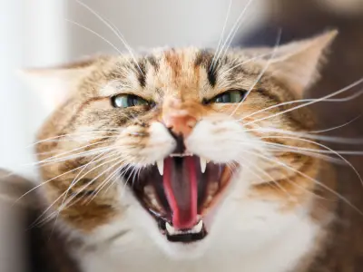 Sudden Aggression in Cats: Causes and Management