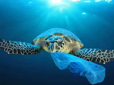 Marine Plastic Pollution: Causes, Facts & Figures, and Ways You Can Help