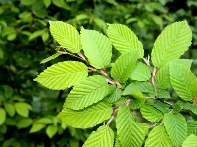 Slippery Elm: Uses, Benefits, & Side Effects