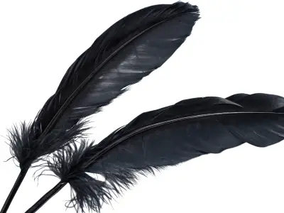 Black Feather Meaning: Spiritual Symbolism & What It Means When You Find One