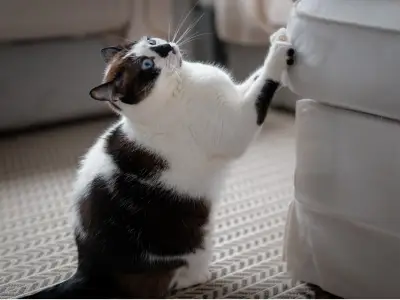 How do You Stop Cats from Scratching Furniture?