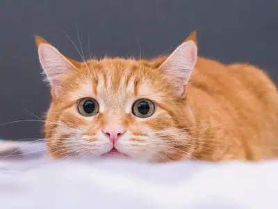 Why Does My Cat Eat Spiders?