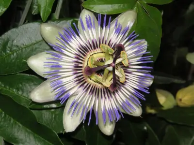 Passionflower: Properties, Uses, & Side Effects