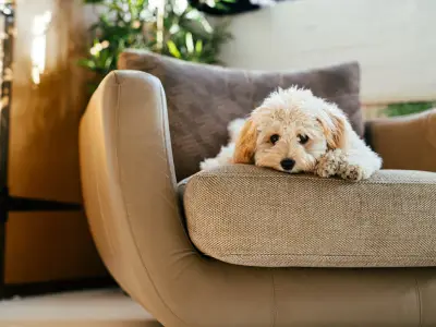 How to Keep Dogs off The Couch and Bed