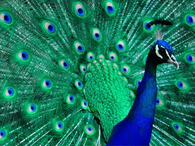Peacock Symbolism: What is the Spiritual Meaning of a Peacock?