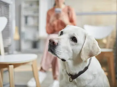 What is Pica in Dogs? Causes & How to Treat