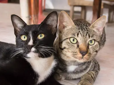 Is My Cat Lonely? Signs Your Cat Needs a Friend
