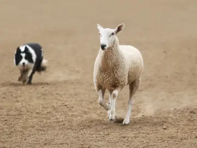 How to Train a Dog to Stop Chasing Sheep