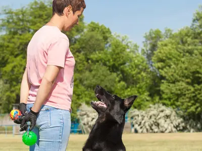 Life as a Professional Dog Trainer
