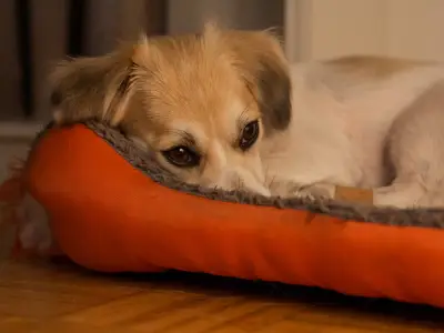 How to Desensitise a Dog