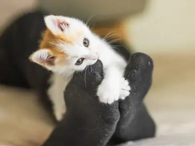 Petting Aggression in Cats: Causes & Treatments