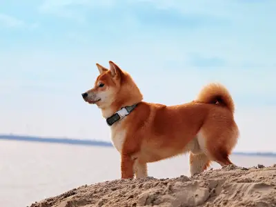 Getting to Know Dogs with Curly Tails