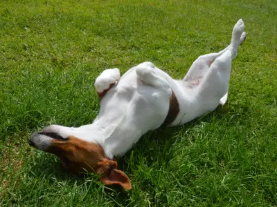 How to Train a Dog to Play Dead