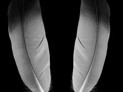 Grey Feather Meaning: Spiritual Symbolism & What It Means When You Find One