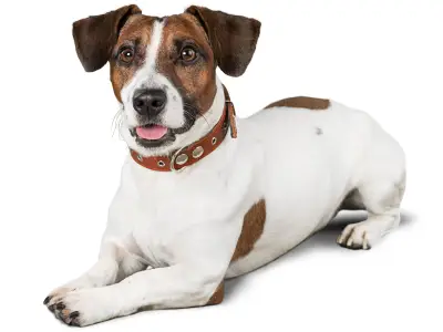 How to Train a Deaf Dog