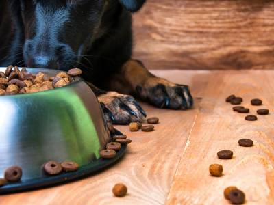 5 Essential Reasons to Study Your Dog’s Diet