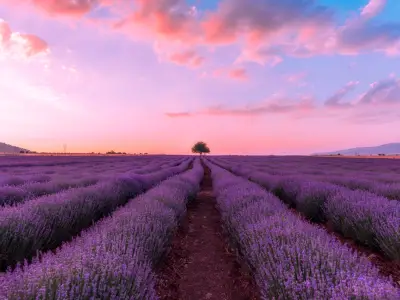 Lavender Oil For Your Skin: Benefits and Uses
