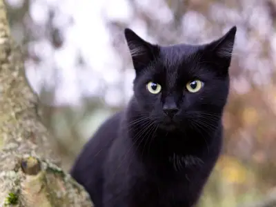 Black Cat Superstitions: Myths & History