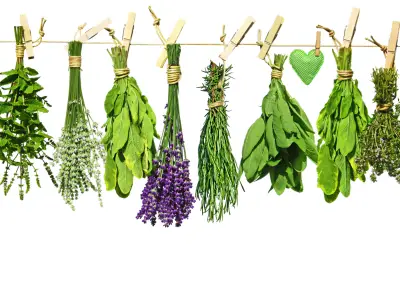 A-Z Medicinal Herbs List and Uses