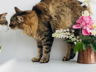 How to Introduce a Cat to Another Cat