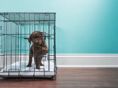 How to Crate Train Your Puppy