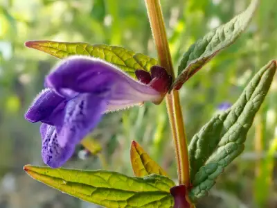 Skullcap: Uses, Benefits, & Side Effects