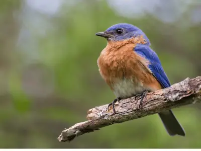 Bluebird Symbolism: What is the Spiritual Meaning of Bluebirds?