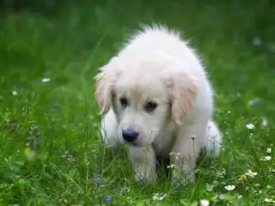 How to House Train a Puppy: A Step-by-Step Guide