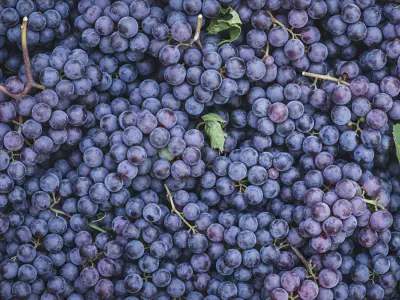 Grape Symbolism: What do Grapes Represent?