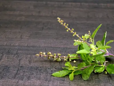 Holy Basil: Uses, Benefits, and Side Effects