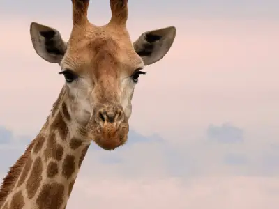 Giraffe Symbolism: What is the Spiritual Meaning of a Giraffe?