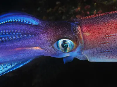 The Giant Squid: Myths, Theories, and Sightings