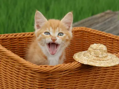 Why Does My Cat Meow After Eating?