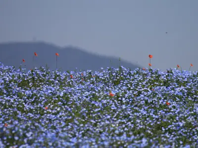 Types of Blue Flowers and Their Names (With Pictures)