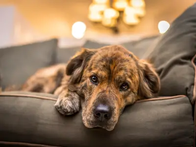10 Signs of Grieving in Dogs & How to Help
