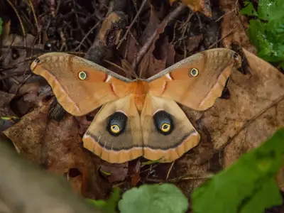 Moth Symbolism: What is the Spiritual Meaning of a Moth?