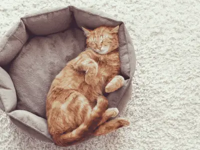 What Do Cats Dream About?