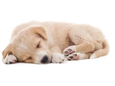 How to Train a Puppy to Be Alone