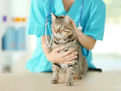 Overgrooming in Cats: Causes and Treatments