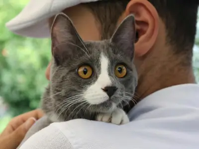Why is My Cat so Clingy?