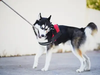 How to Stop a Dog Biting their Leash: A Step-by-Step Guide
