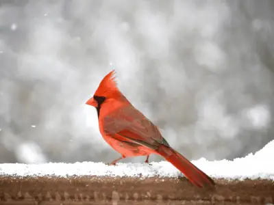 Cardinal Symbolism: What is The Spiritual Meaning of Cardinals?