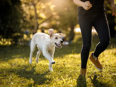 How to Train a Puppy to Stop Barking