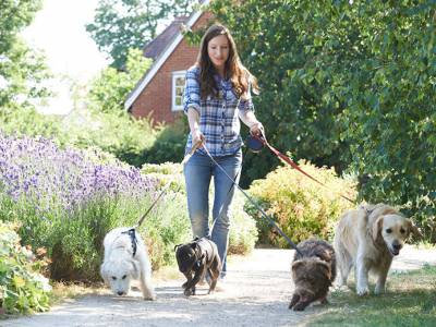 Pet Sitting as a Profession